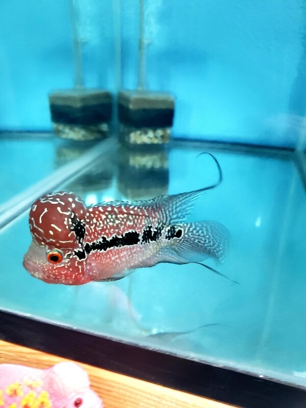 Red Flowerhorn 4.0 inch WYSWYG Red Flowerhorn 4.0 inch WYSWYG