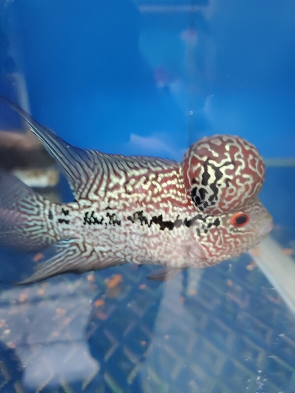 Red Pearl Flowerhorn 4.0 WYSWYG Red Pearl Flowerhorn 4.0 WYSWYG