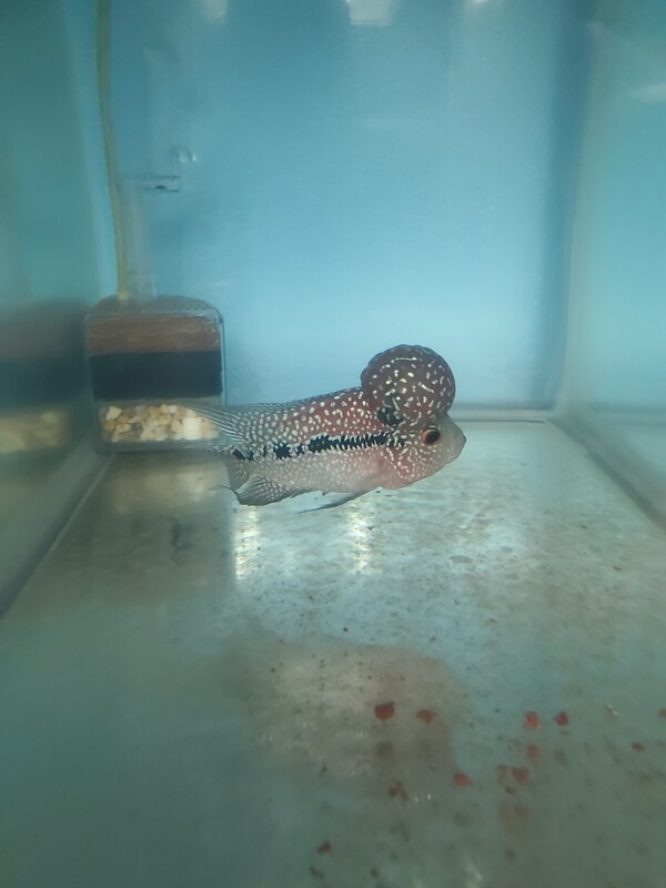 Red Flowerhorn 4.0 inch WYSWYG Red Flowerhorn 4.0 inch WYSWYG