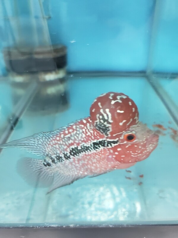 Red Flowerhorn 4.0 inch WYSWYG Red Flowerhorn 4.0 inch WYSWYG