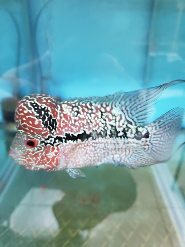Red Flowerhorn 4.0 inch WYSWYG Red Flowerhorn 4.0 inch WYSWYG