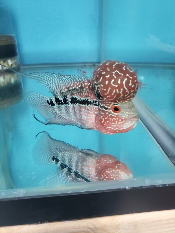 Red Flowerhorn 4.0 inch WYSWYG Red Flowerhorn 4.0 inch WYSWYG
