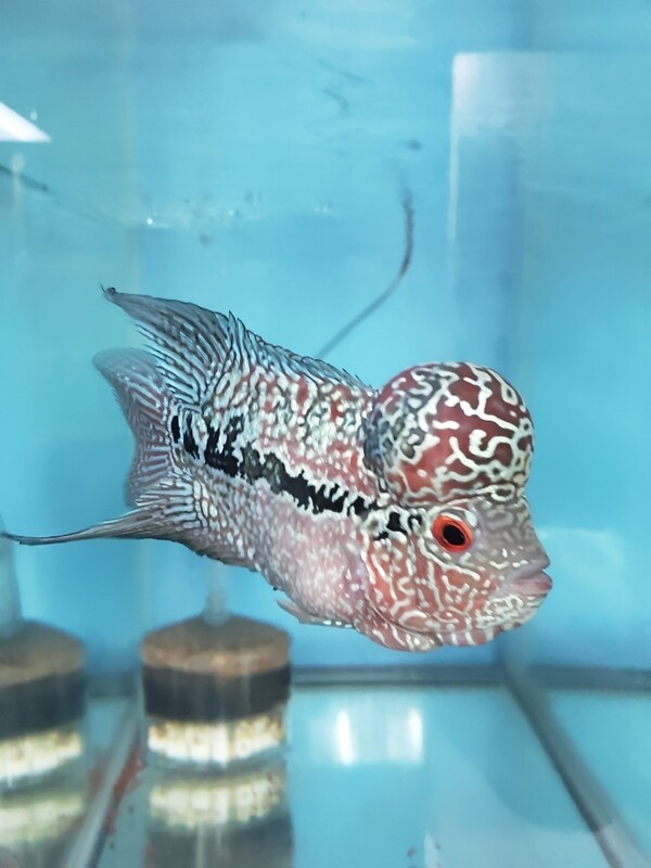 Pearl RedFlowerhorn 4.0 inch WYSWYG Pearl RedFlowerhorn 4.0 inch WYSWYG