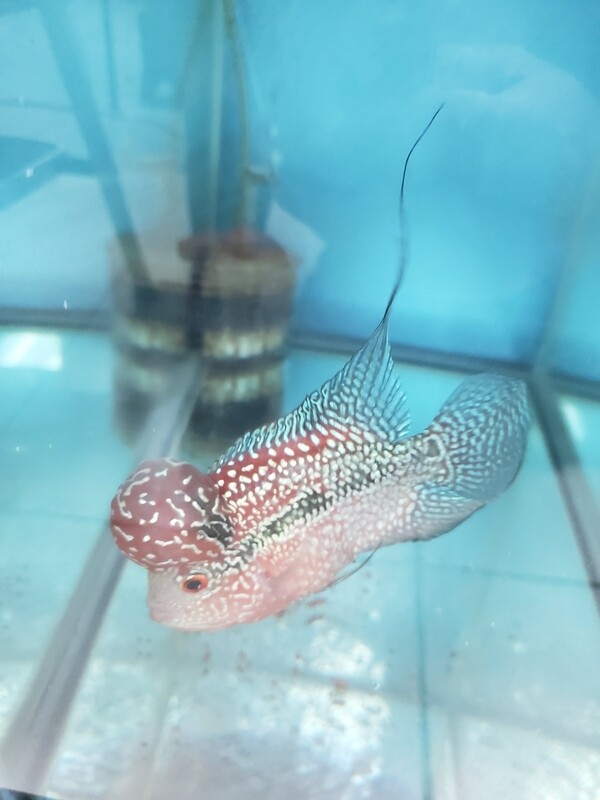 Red Flowerhorn 4.0 inch WYSWYG Red Flowerhorn 4.0 inch WYSWYG