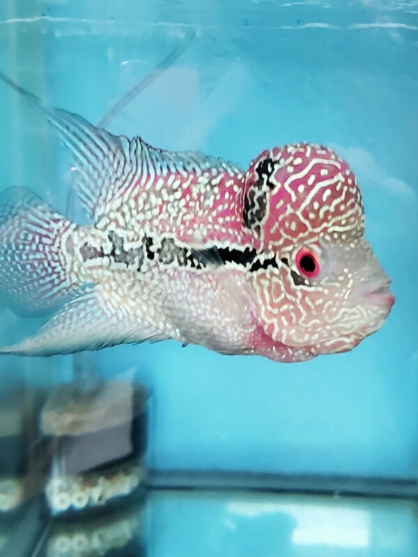 Red Pearl Flowerhron 4.0 inch Red Pearl Flowerhron 4.0 inch