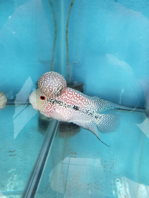 Pearl Flowerhron 4.0 inch Pearl Flowerhron 4.0 inch