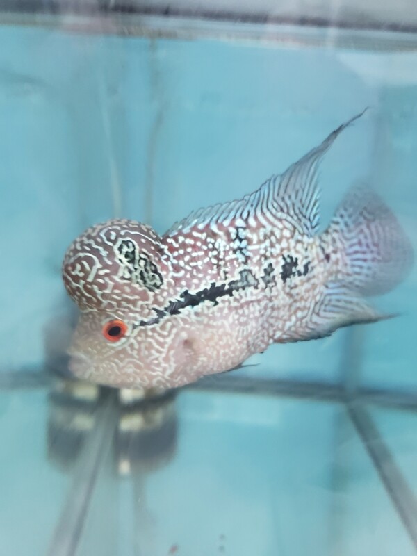 Pearl Flowerhron 4.0 inch Pearl Flowerhron 4.0 inch