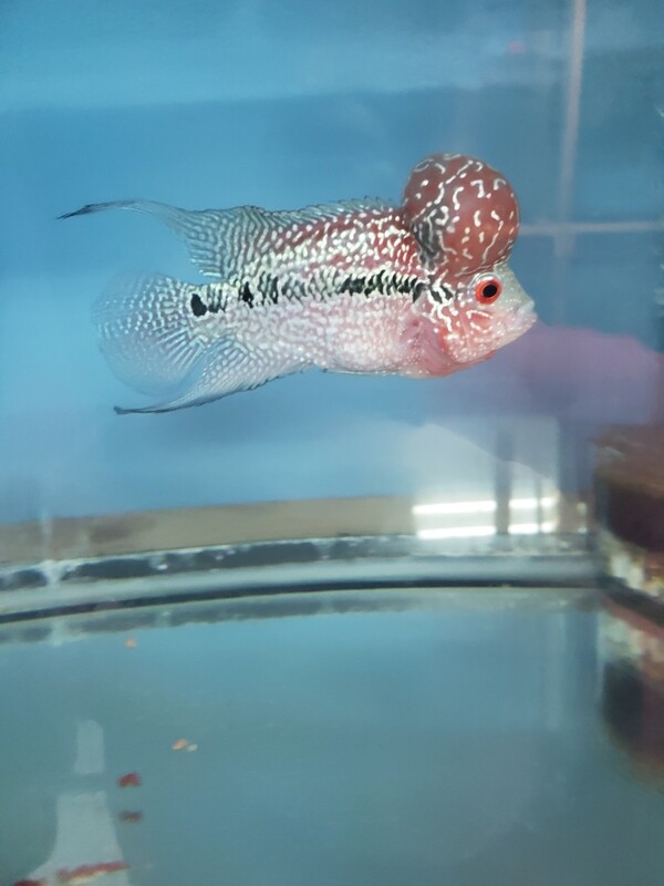 Red Flowerhron 4.0 inch Red Flowerhron 4.0 inch