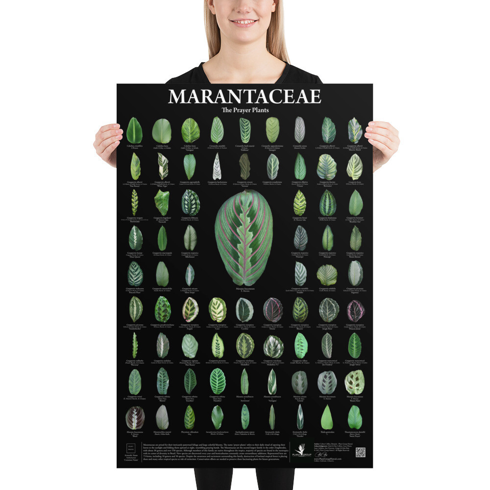 Marantaceae Poster - Black