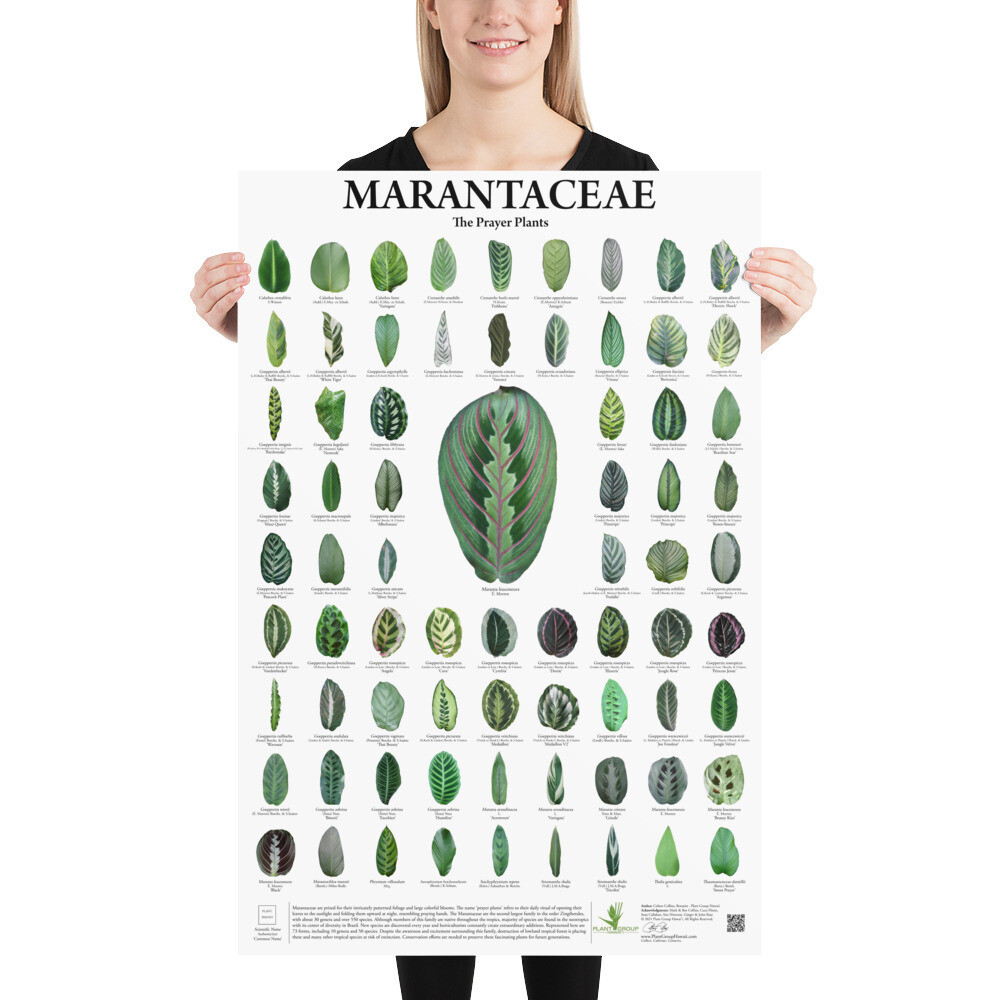 Marantaceae Poster - White
