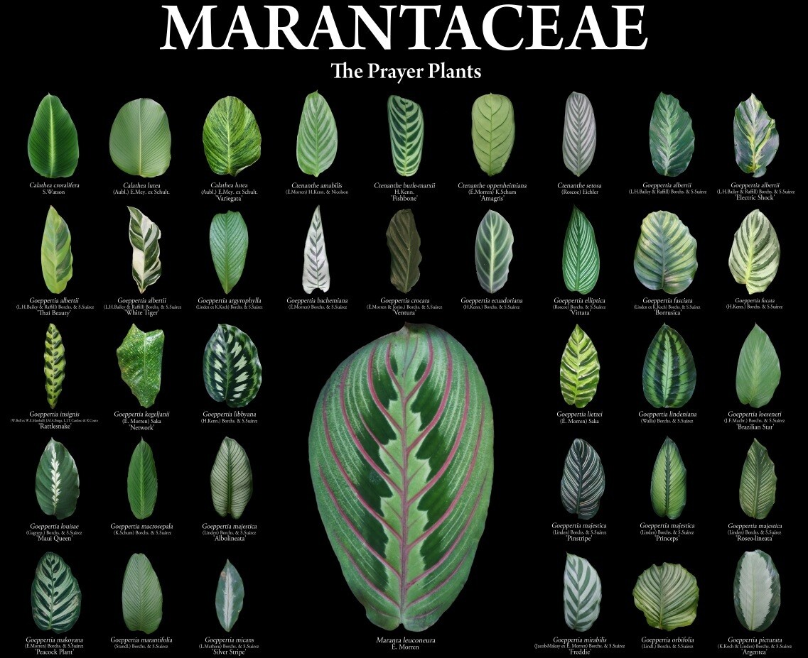 Marantaceae Poster - Black