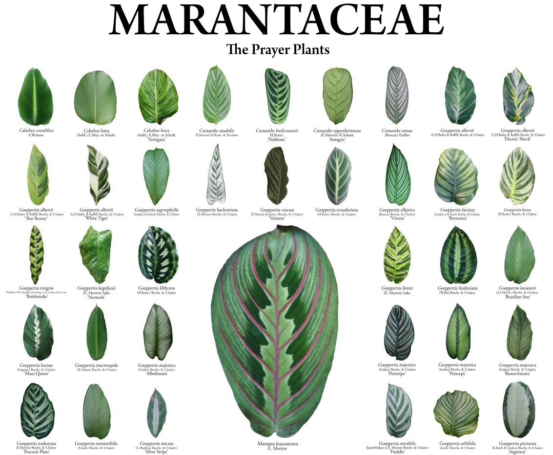 Marantaceae Poster - White