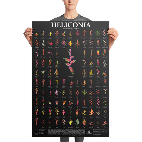 Tropical Flower Poster Heliconia