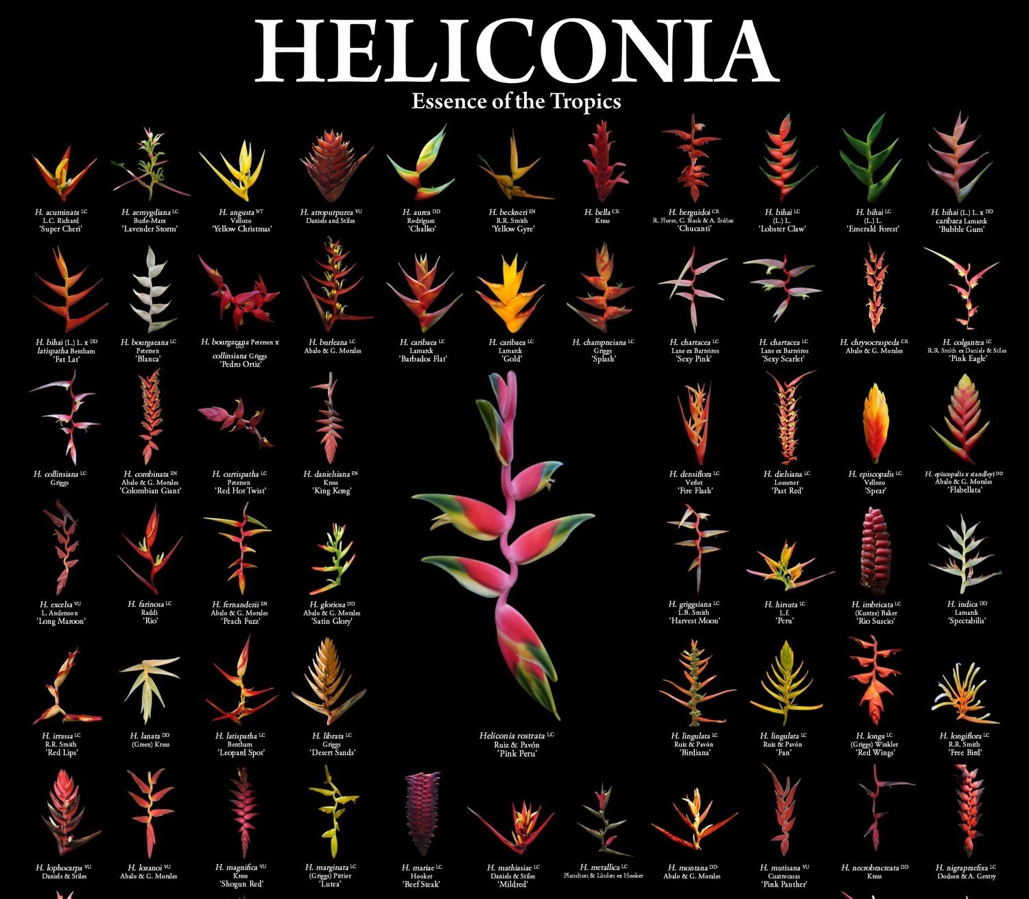 Tropical Flower Poster Heliconia