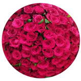 Rose at large Lebanon