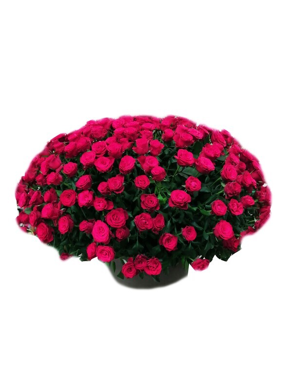 400 Roses in a  pot Lebanon