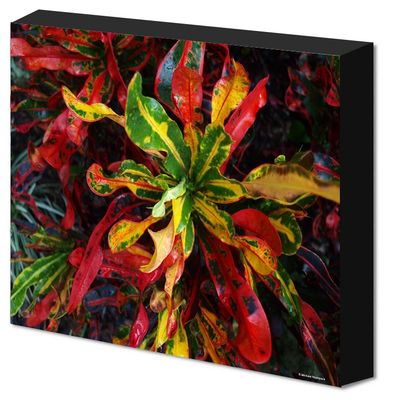 Canvas Wrapped Prints