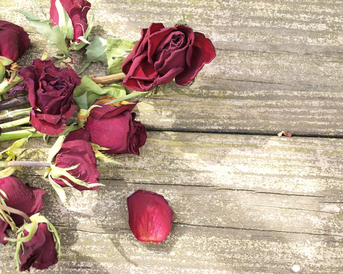 Dead Roses photographic canvas wrapped print 18x24
