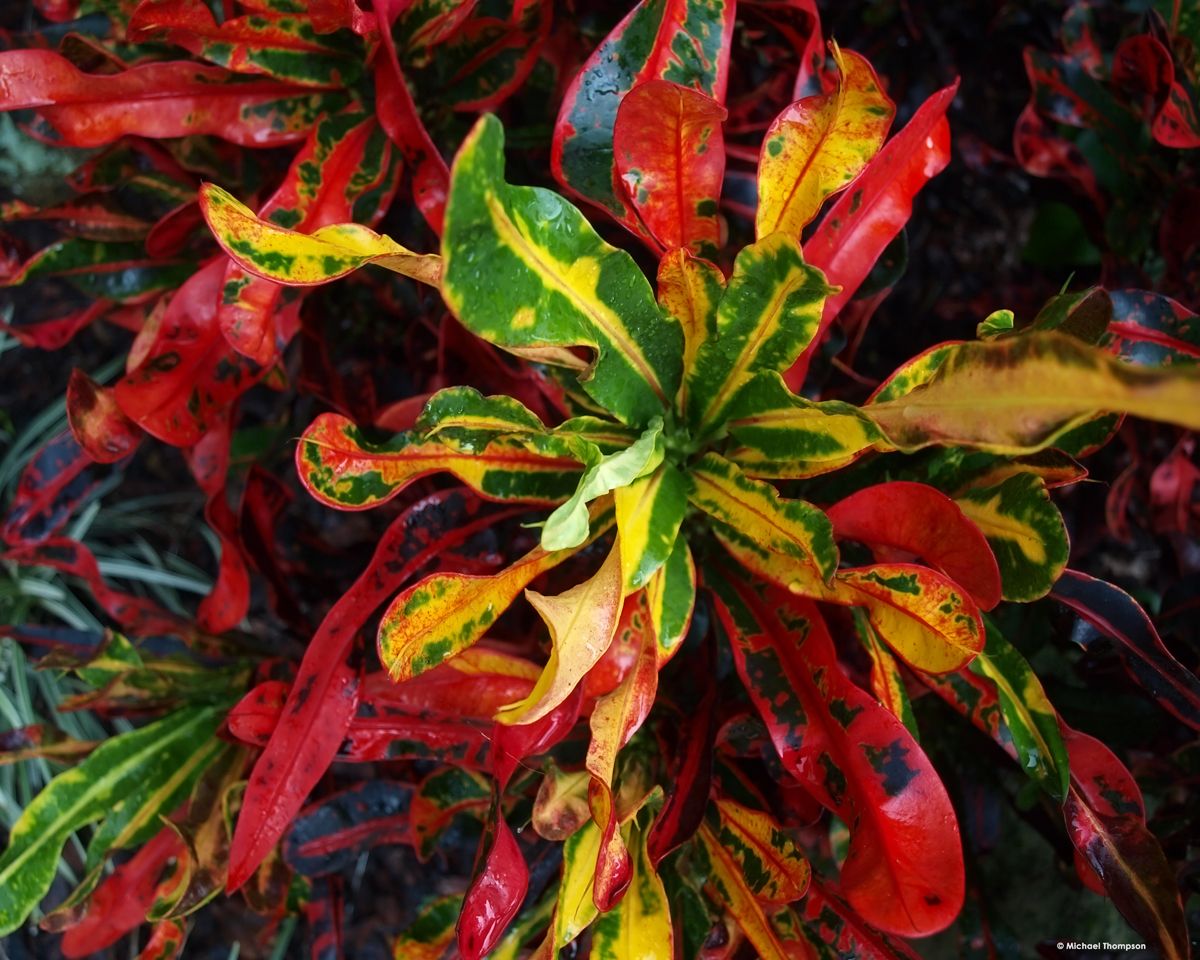 Tropical Plant photographic canvas wrapped print 18x24