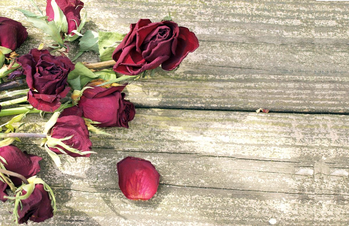 Dead Rose's photographic print 11x17