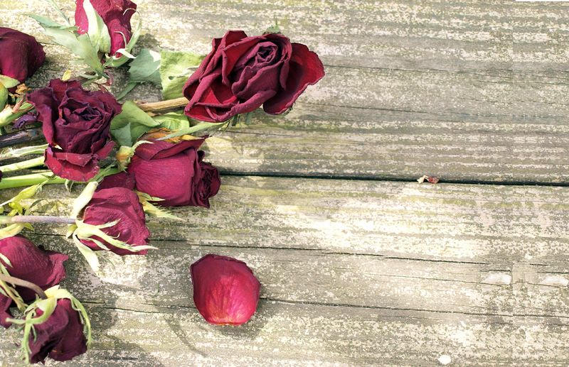 Dead Rose's photographic print 11x17
