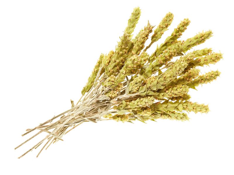 Griekse bergthee Hele stelen 20 gram BIO