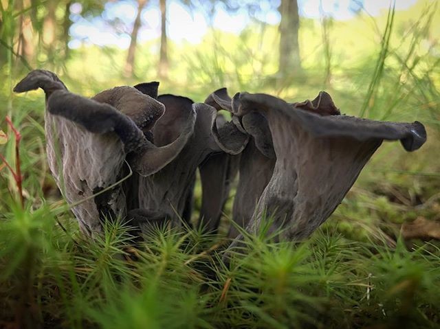 Black Trumpet Powder