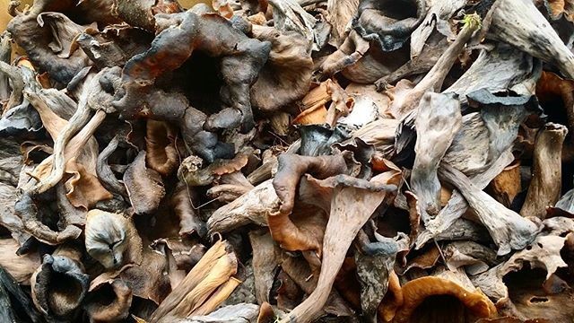 Black Trumpet Dehydrated