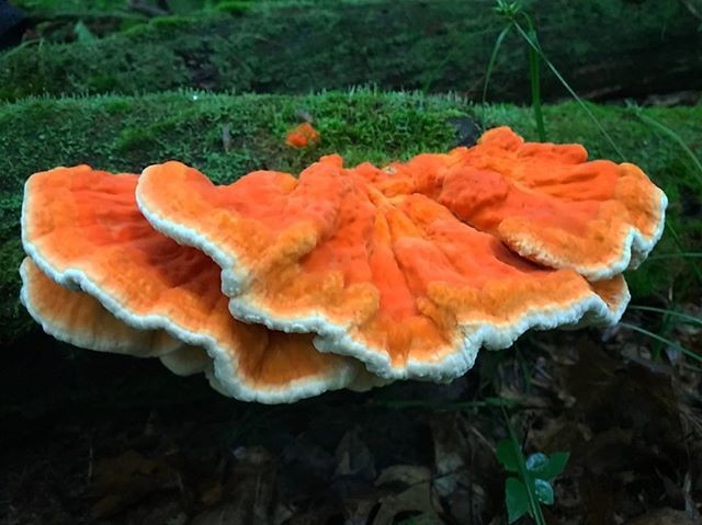 Chicken of the Woods Dehydrated