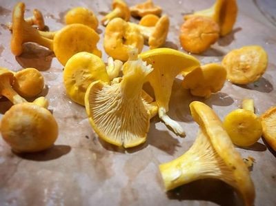Chanterelles Dehydrated