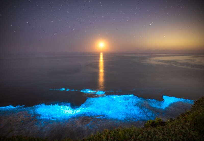 Signed Print | "Neon Waves Under the Moon"