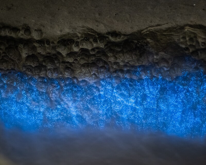 Signed Print | "Plankton Sparkle"