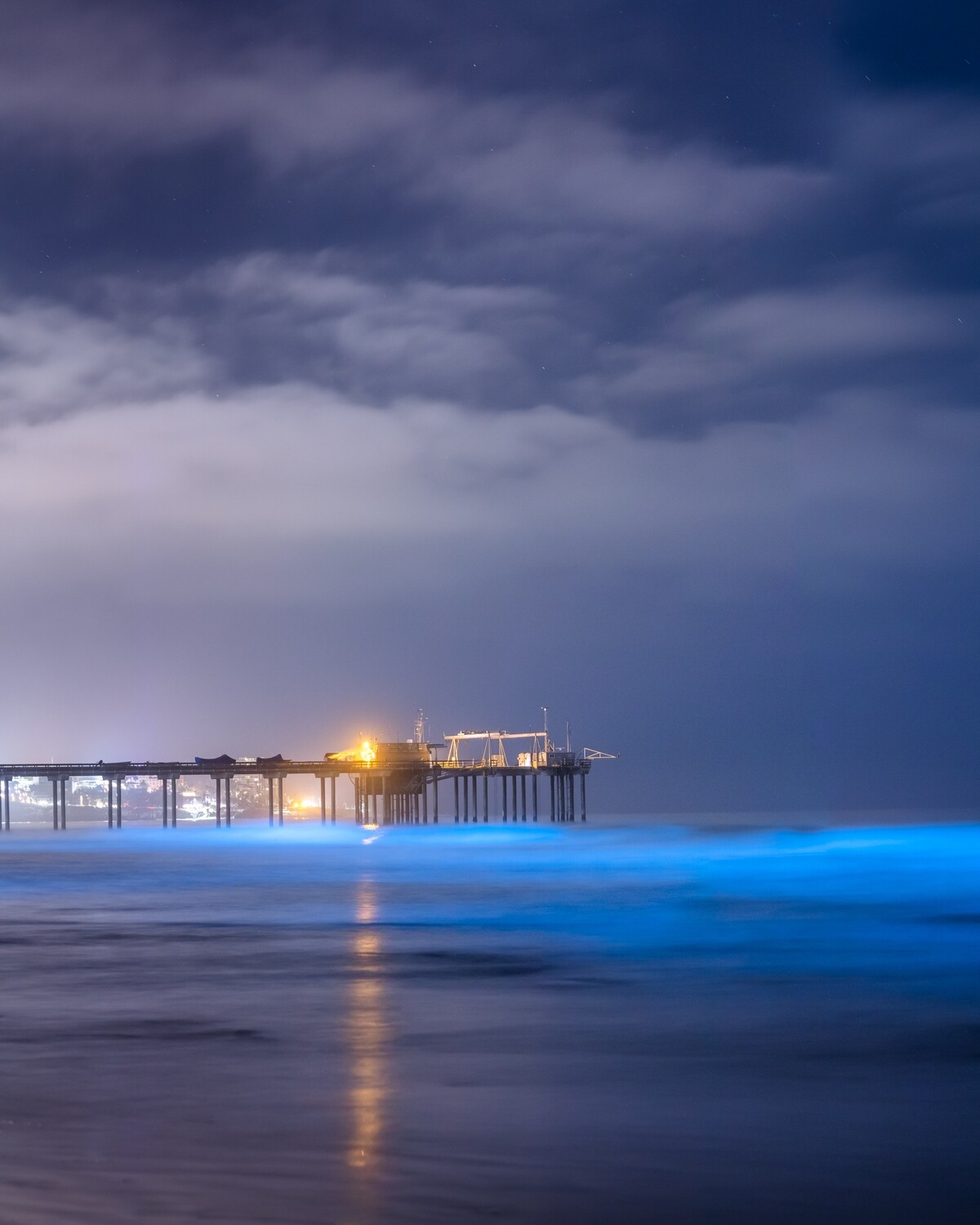 Signed Print | "Bioluminescence under the Pier"