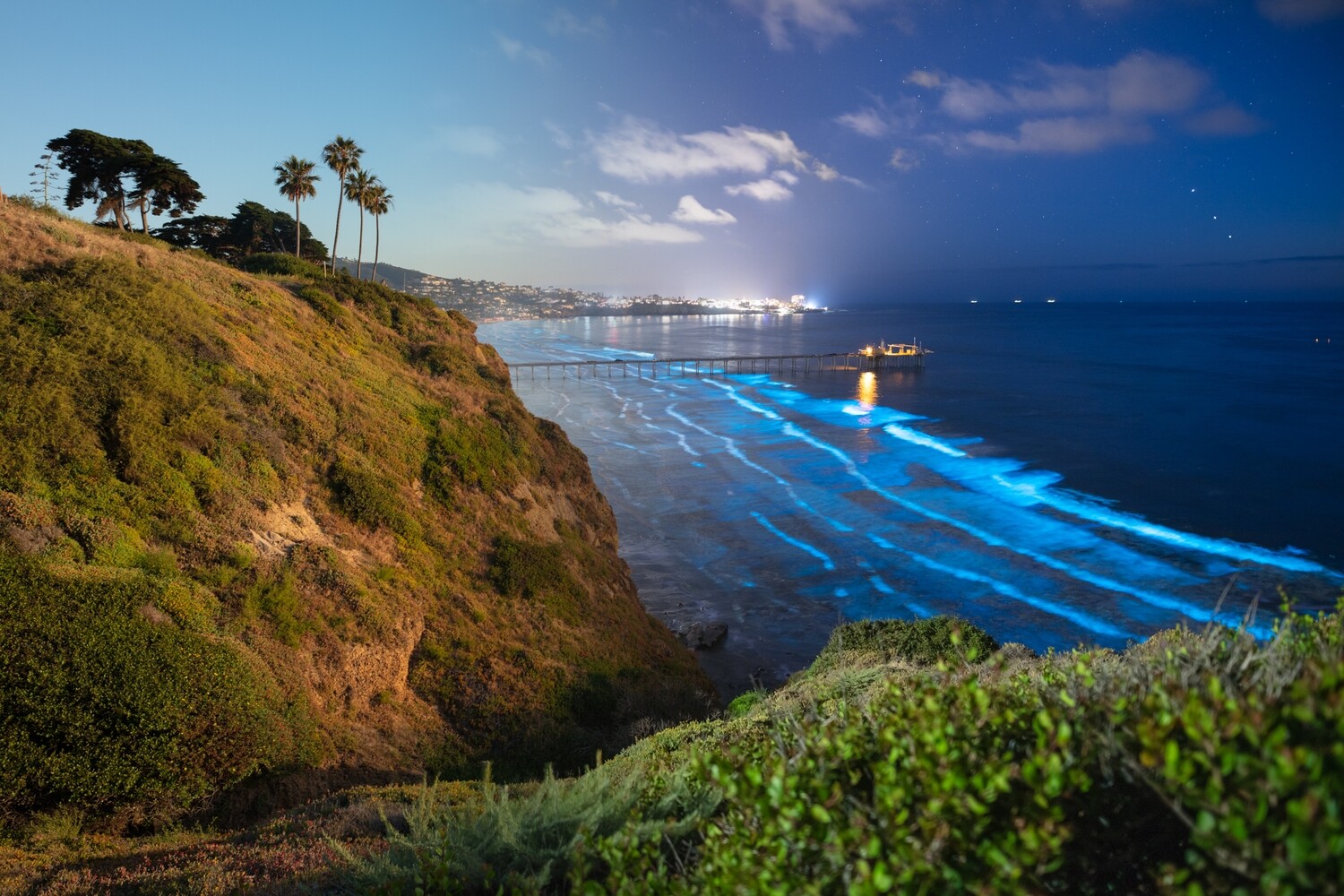 Signed Print | "Scripps Coast Bioluminescence 4D"