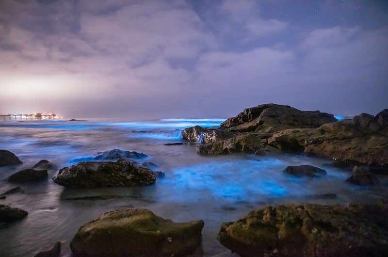 Signed Print | "Bioluminescence Cove"