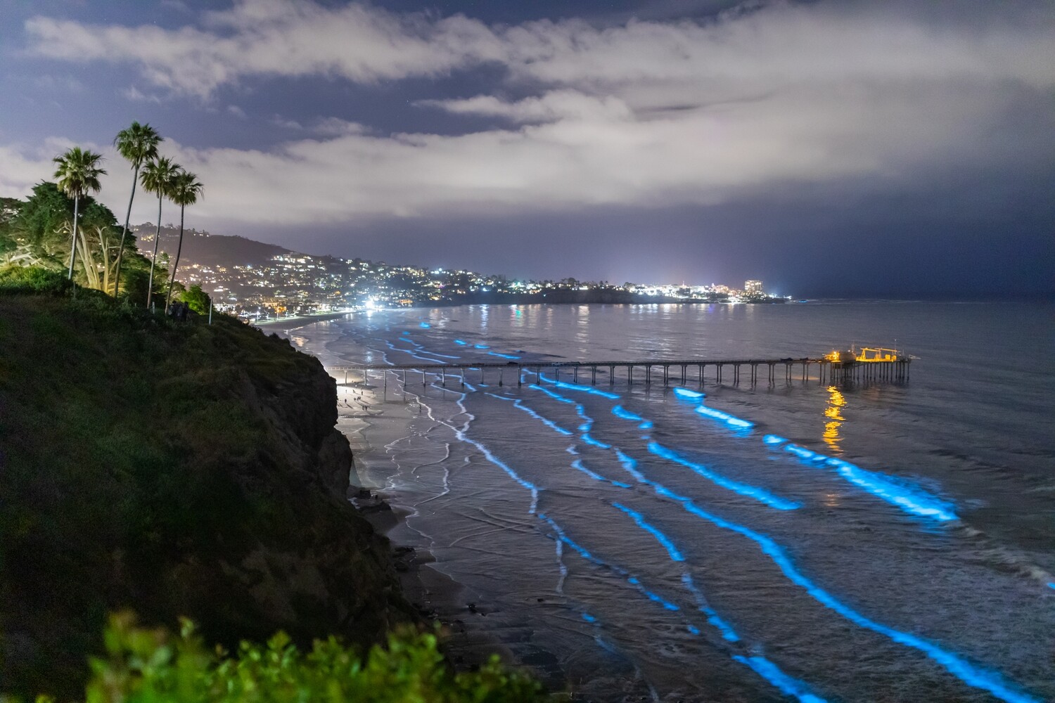 Signed Print | "Scripps Coast Bioluminescence"