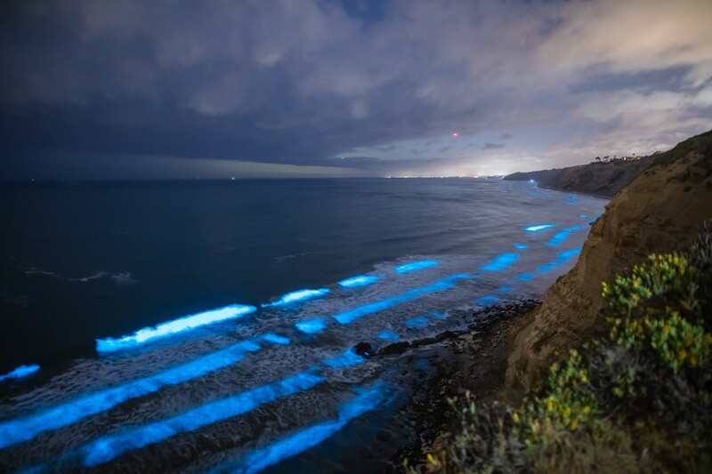 Signed Print | "Blacks Beach Bioluminescence"