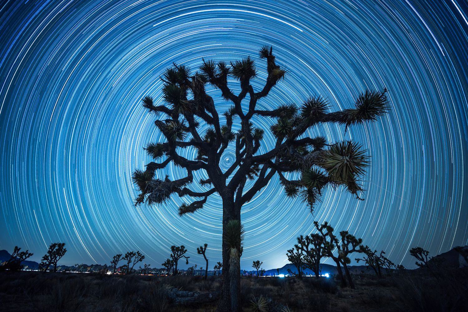 Polaris Joshua Tree | Signed Print