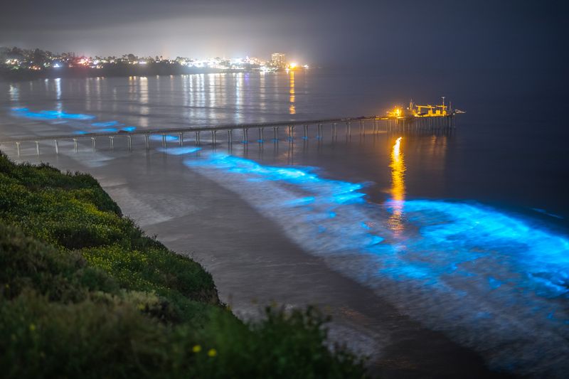 Signed Print | "Scripps Pier Bioluminescence"