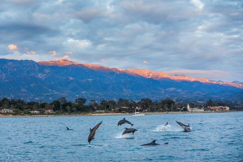 Double Dolphin Cruise | Signed Print