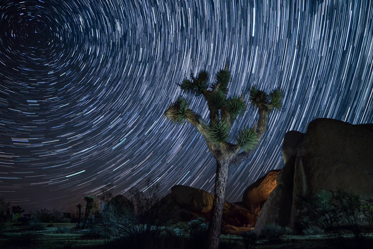 Joshua Tree Stars | Signed Print