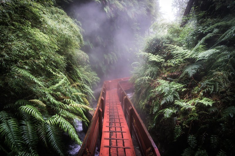 Enter The Mist | Signed Print