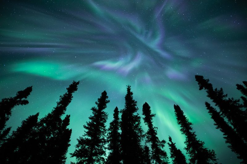 Signed Print | Aurora Phoenix