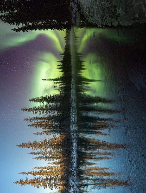 Signed Print | Nature's Pulse