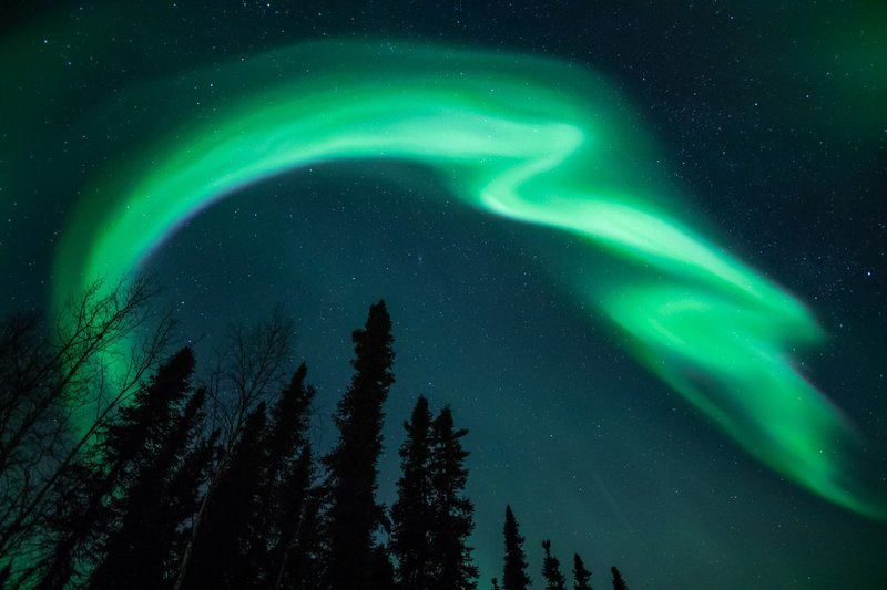 Signed Print | Aurora Serpant