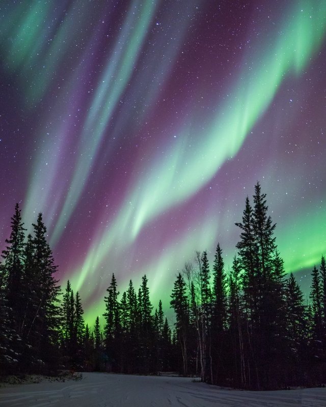 Signed Print | Zebra Stripes