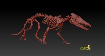Pakicetus attocki skeleton