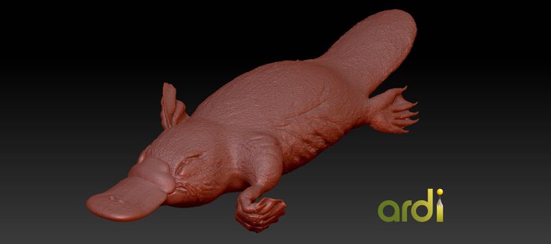 Platypus (Ornithorhynchus anatinus)