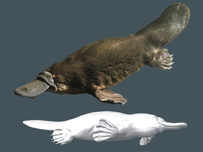 Platypus (Ornithorhynchus anatinus)