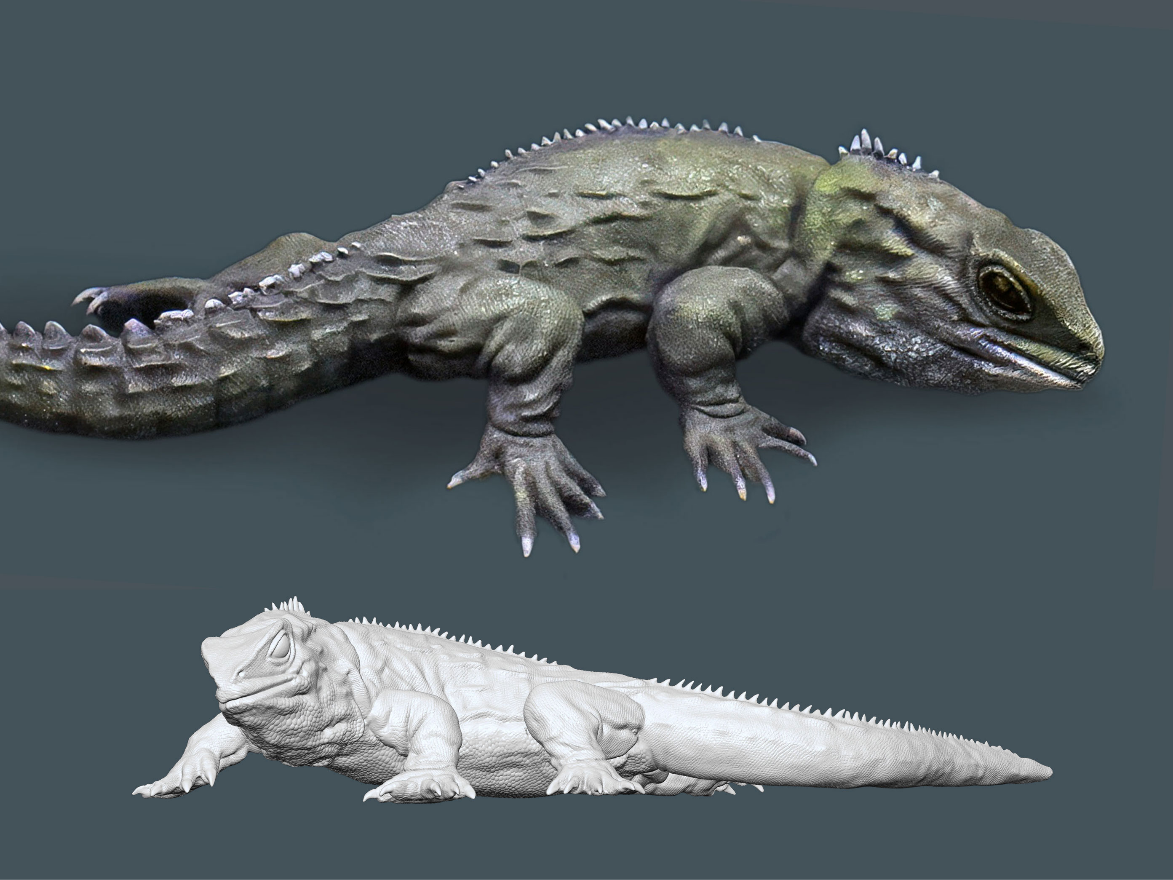 Tuatara (Sphenodon punctatus)